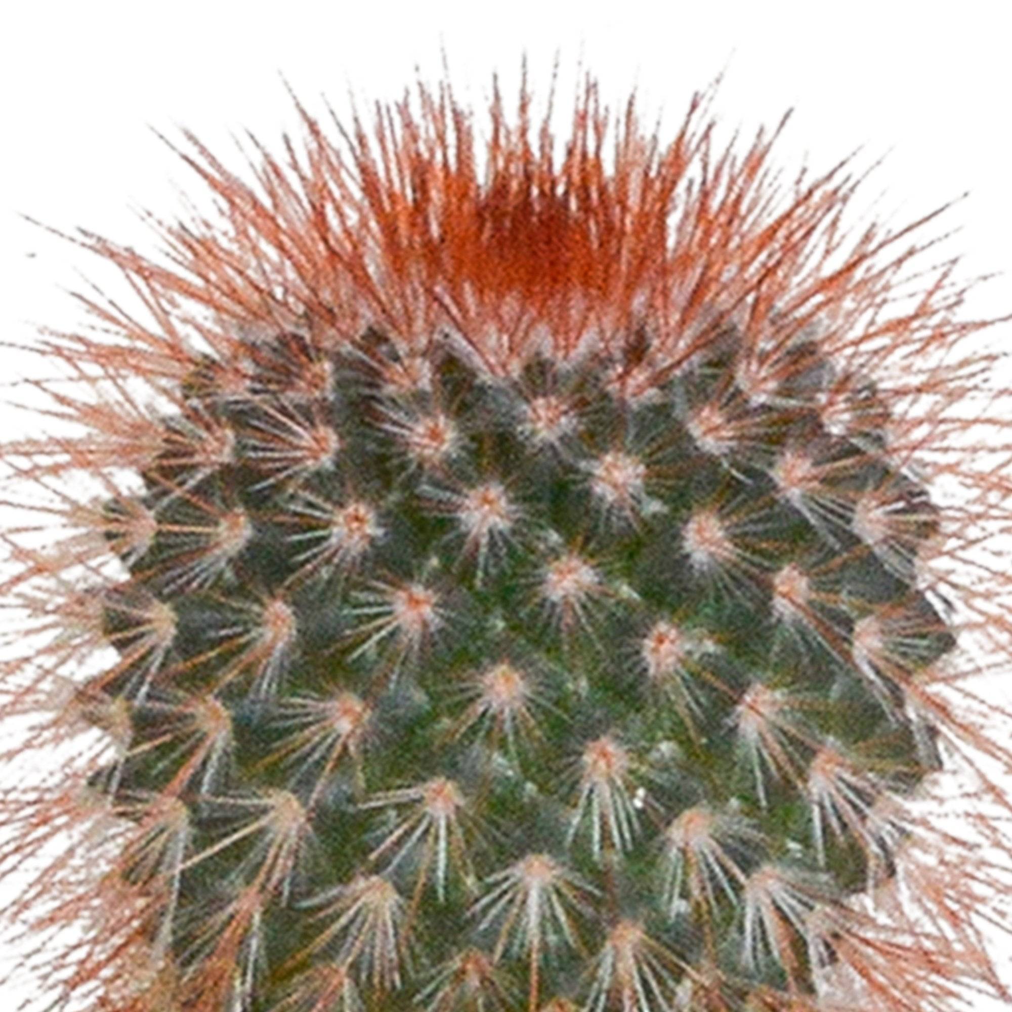 Coffret cactus et ses caches-pots blancs - Lot de 5 plantes, h40cm- La Green Touch - Image 7