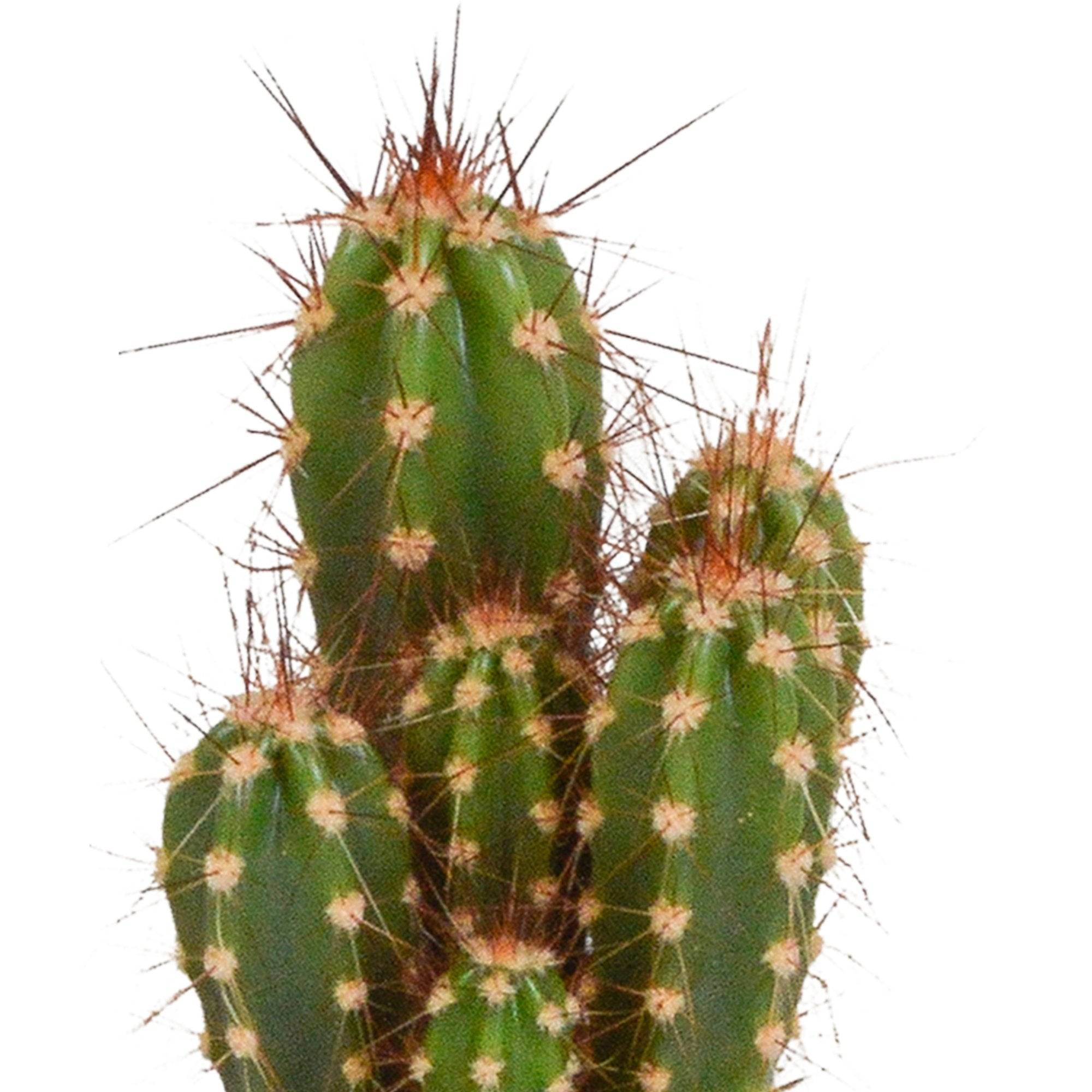 Coffret cactus et ses caches-pots blancs - Lot de 5 plantes, h40cm- La Green Touch - Image 5