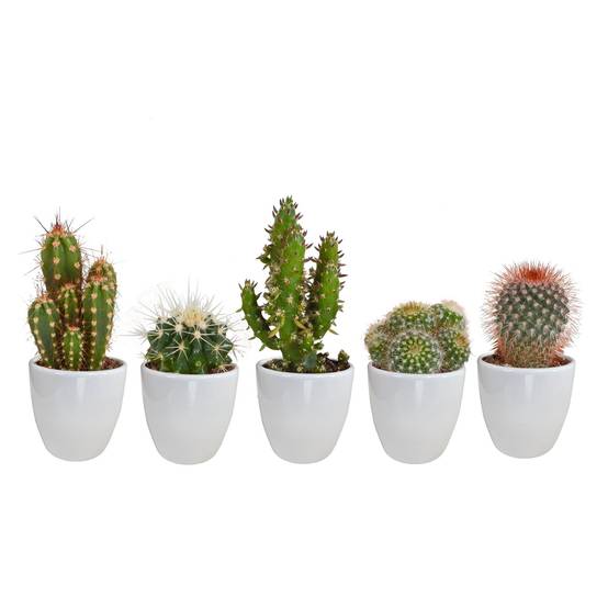 Coffret cactus et ses caches-pots blancs - Lot de 5 plantes, h40cm- La Green Touch - Image 3