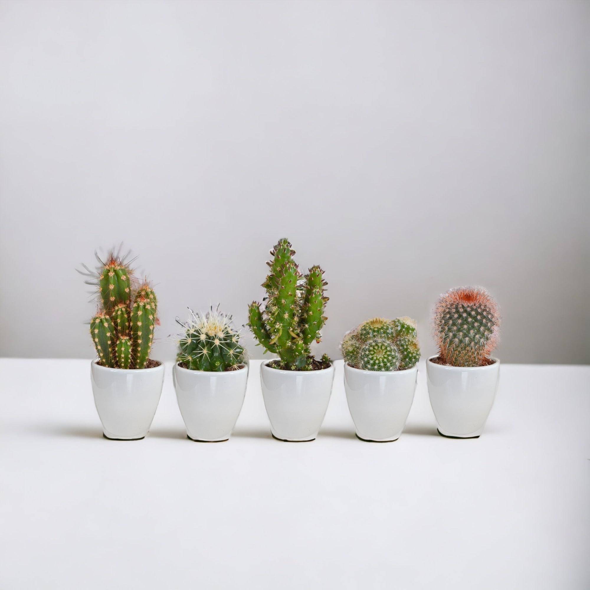 Coffret cactus et ses caches-pots blancs - Lot de 5 plantes, h40cm- La Green Touch - Image 1