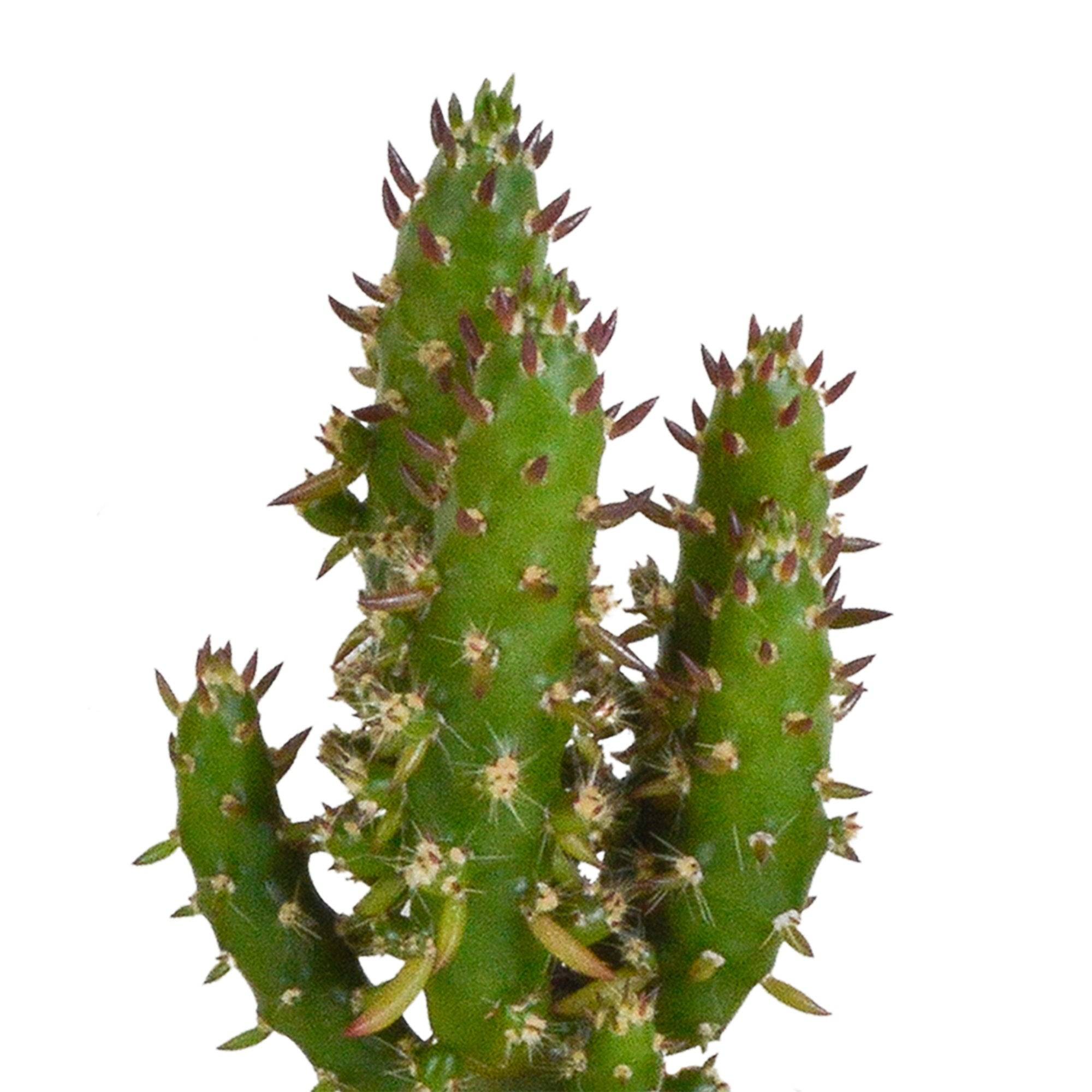 Coffret cactus et ses caches-pots blancs - Lot de 5 plantes, h40cm- La Green Touch - Image 4