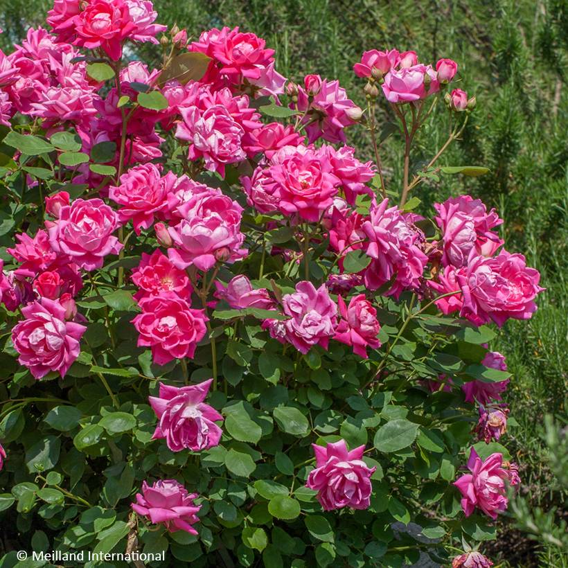 Promesse de Fleurs - Rosier couvre-sol Pink Double Knock Out Racines nues en motte