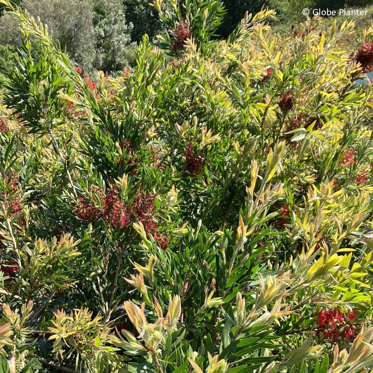 Promesse de Fleurs - Callistemon Outback Fire - Rince bouteille Pot de 3L/4L