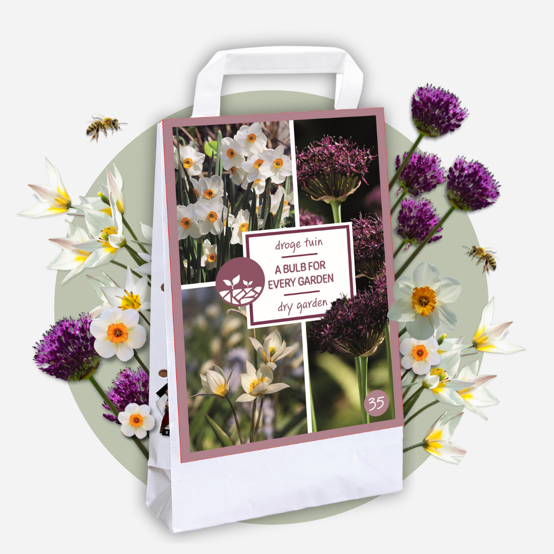 Plant In A Box - Coffret Jardin Sec - 35 bulbes pour endroits secs & ensoleillés - Image 3
