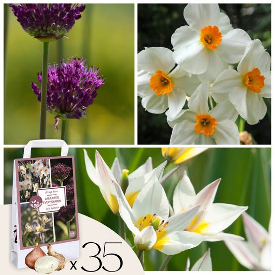 Plant In A Box - Coffret Jardin Sec - 35 bulbes pour endroits secs & ensoleillés - Image 1