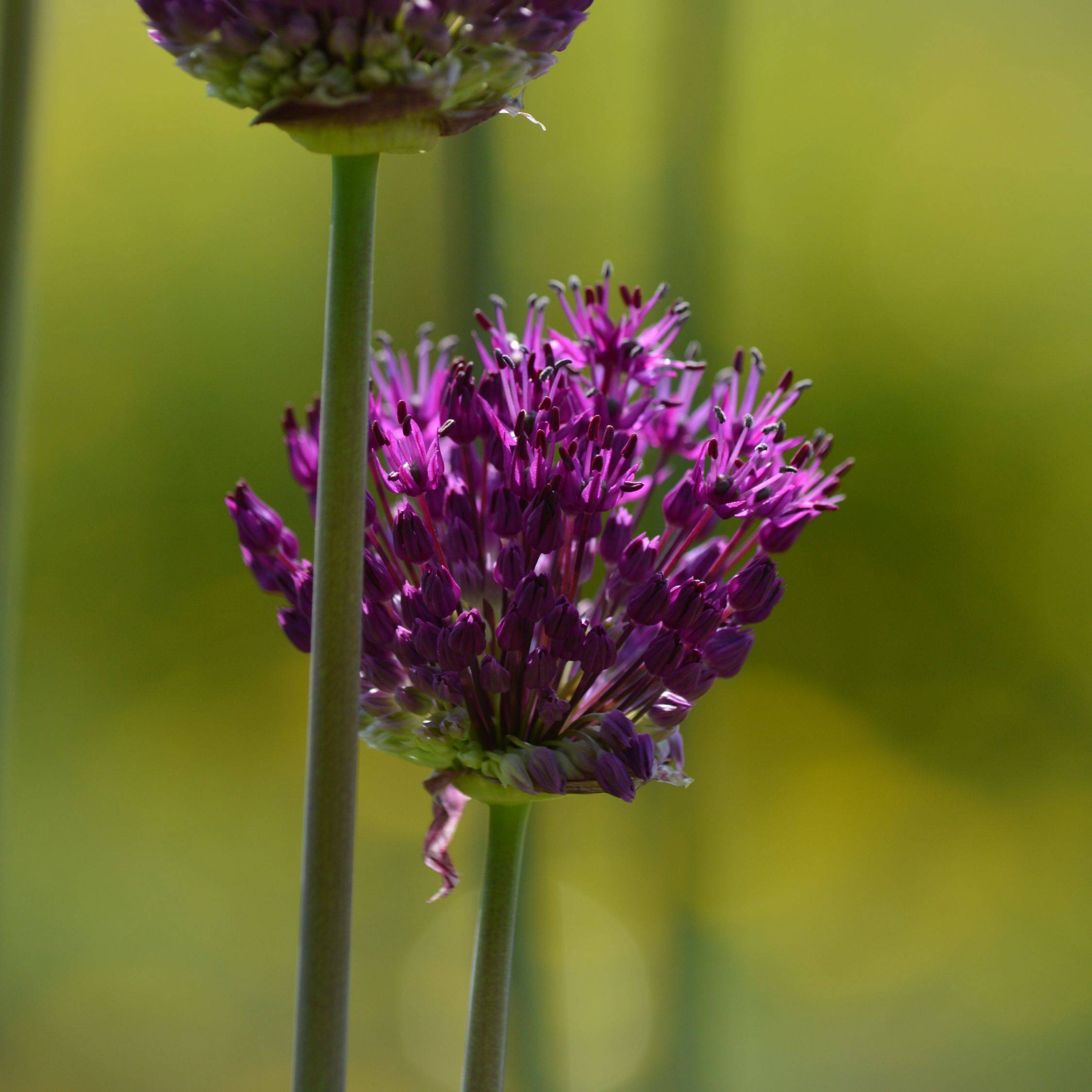 Plant In A Box - Coffret Jardin Sec - 35 bulbes pour endroits secs & ensoleillés - Image 4
