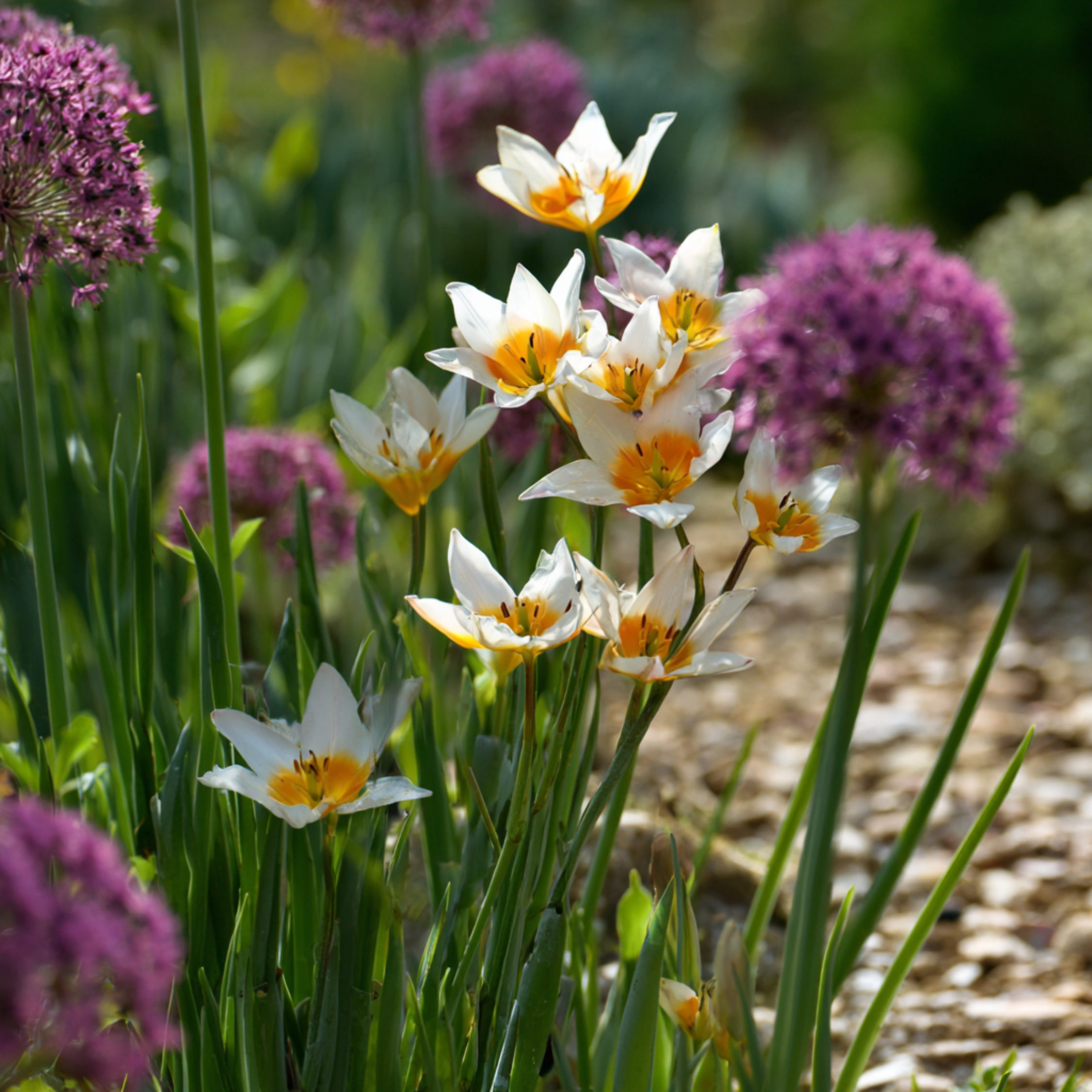 Plant In A Box - Coffret Jardin Sec - 35 bulbes pour endroits secs & ensoleillés - Image 2