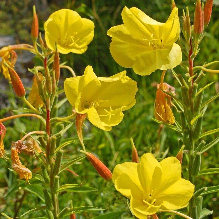 Promesse de Fleurs - Oenothera glazioviana - Onagre de Lamarck Godet de 8/9 cm