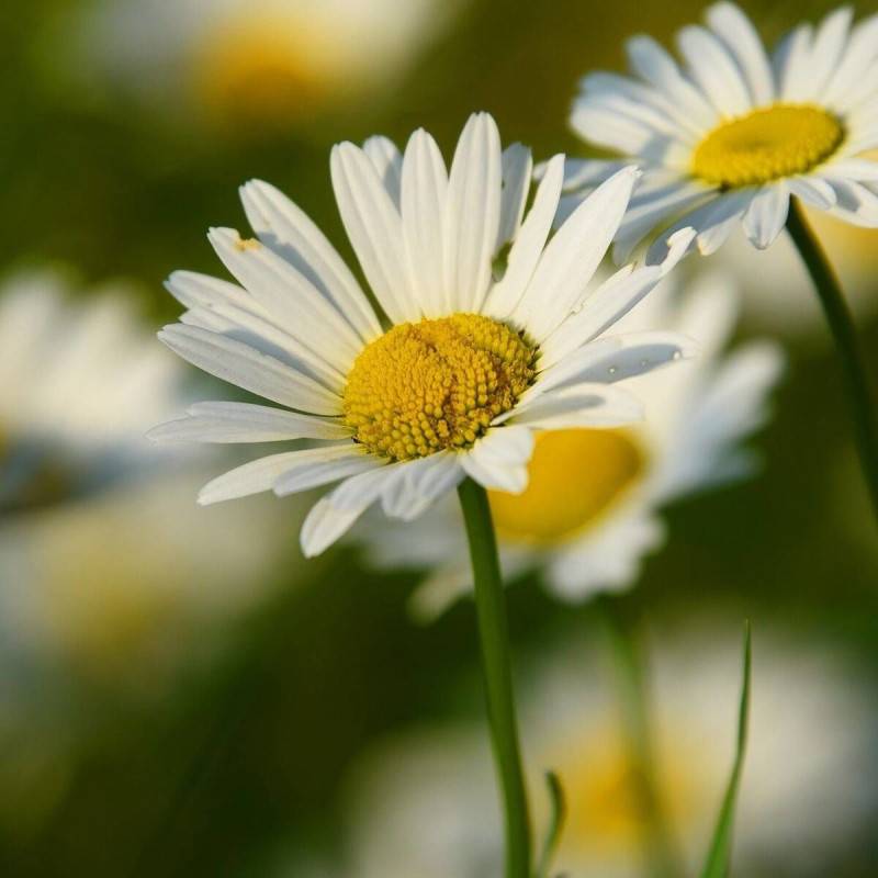 Marguerite d'été Alaska à fleurs Blanche/ - feuillage Caduc - Godet - 5/20 cm - Image 4