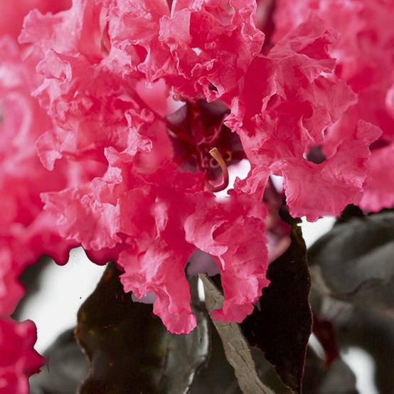 Lagerstroemia indica Black Solitaire (Black Diamond) Shell Pink - Lilas des Indes Pot de 3L/4L - Image 1