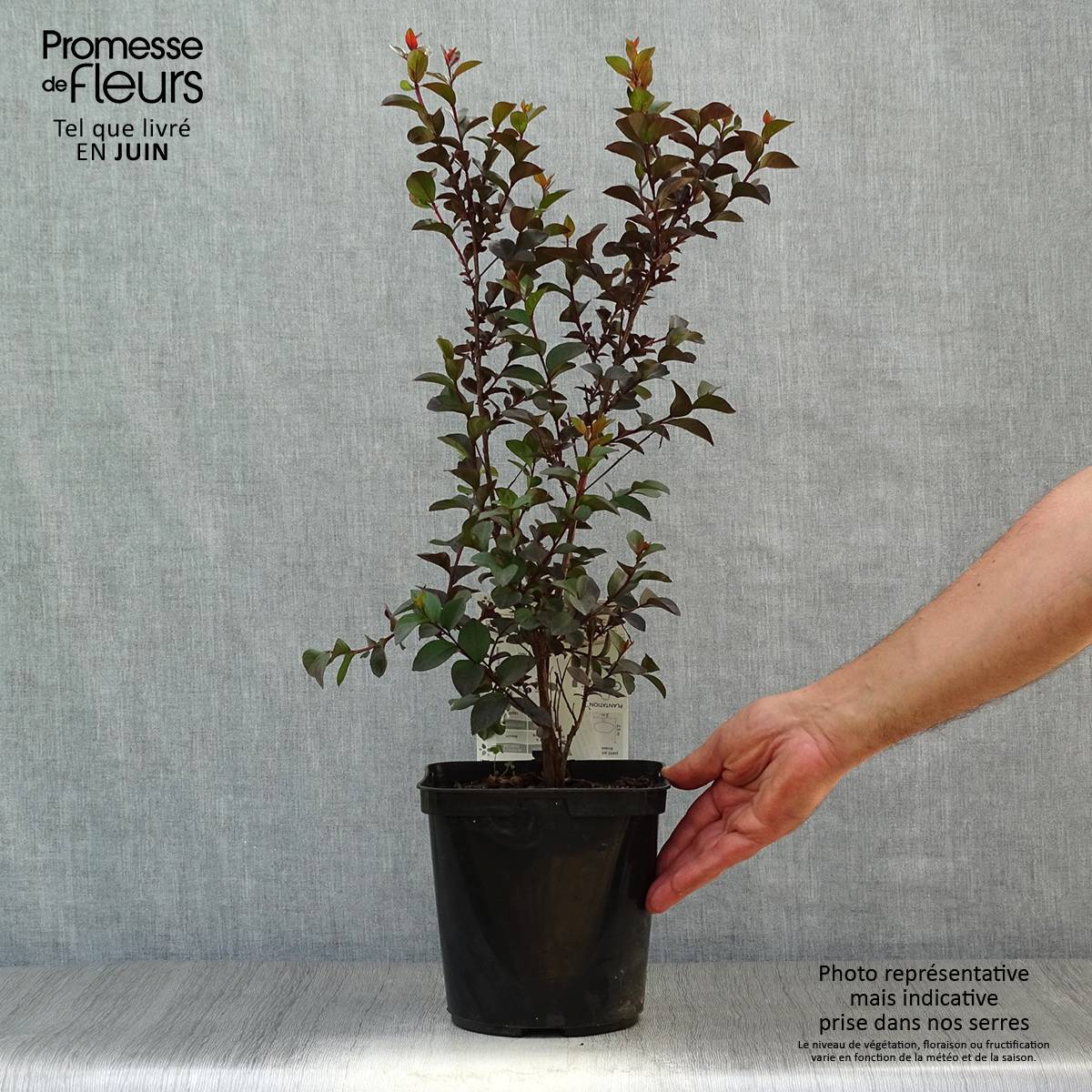 Lagerstroemia indica Black Solitaire (Black Diamond) Shell Pink - Lilas des Indes Pot de 3L/4L - Image 2