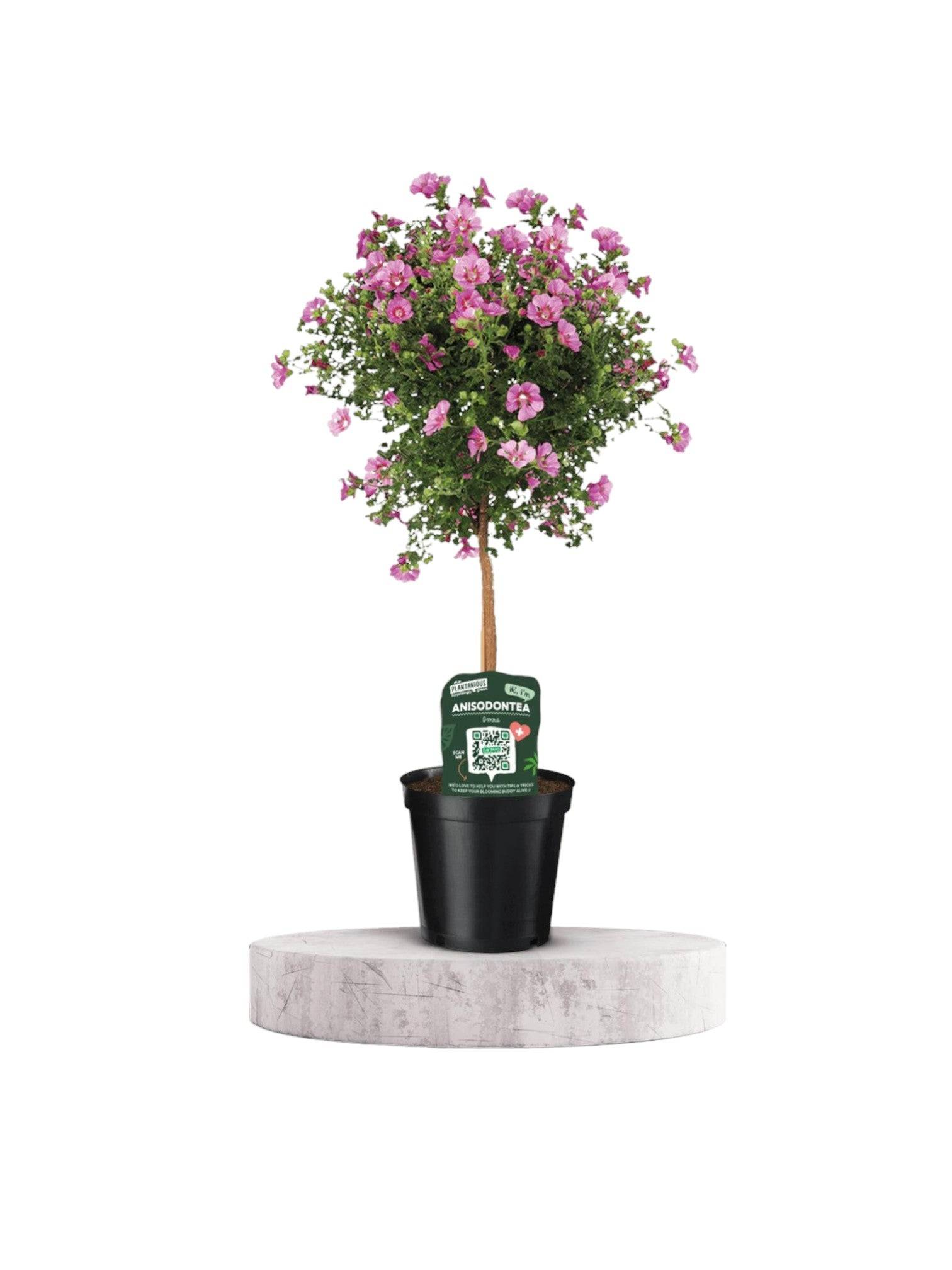 La Green Touch - Anisodontea Elegans- La Green Touch - Image 1
