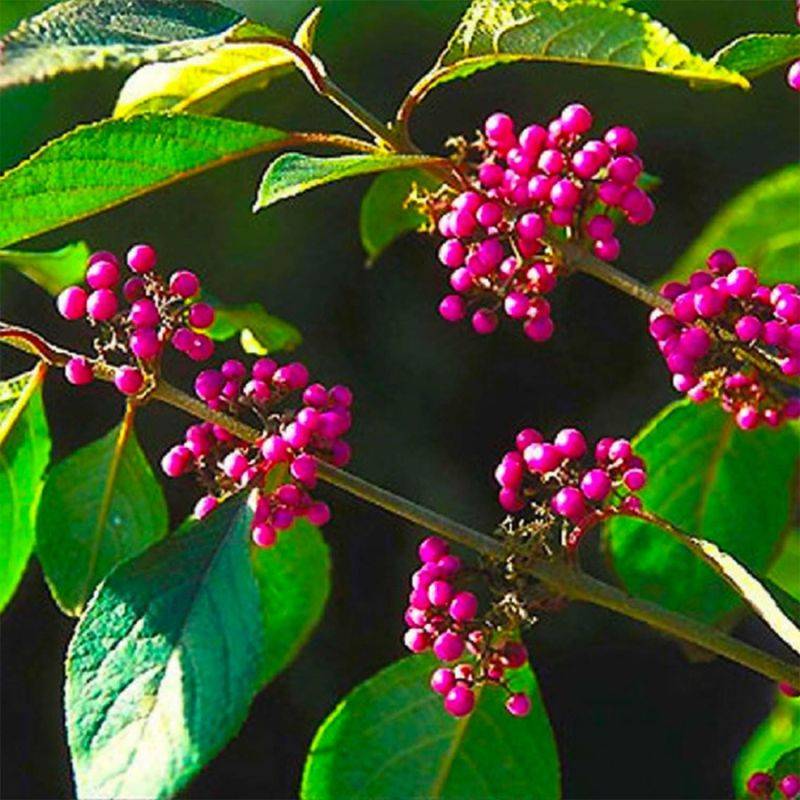 Callicarpe de Bodinier (Callicarpa bodinieri) - Godet - Taille 15/30cm - Pépinières Naudet