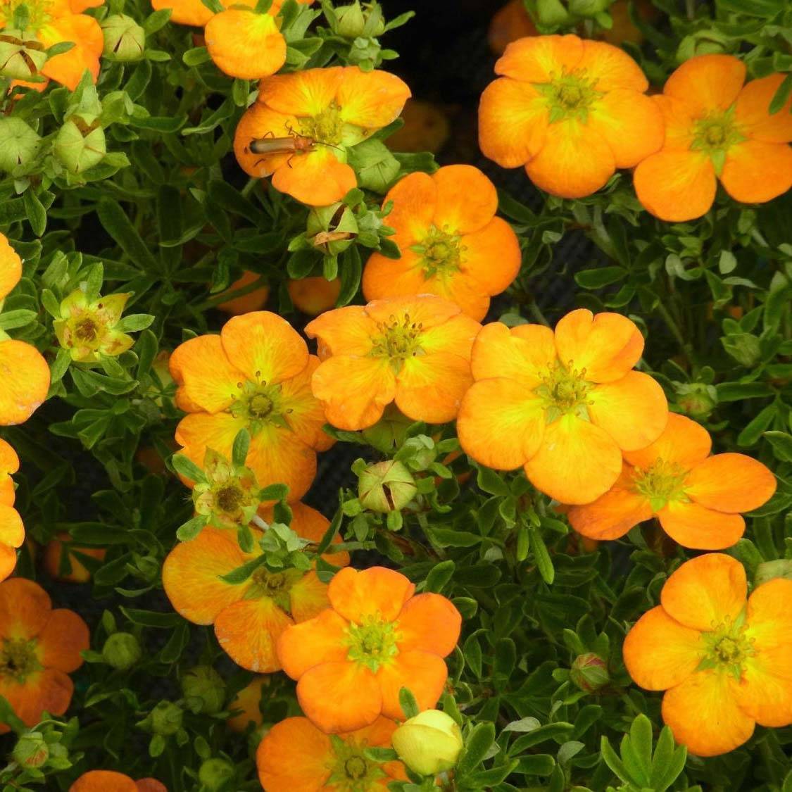 Promesse de Fleurs - Potentille arbustive Bella Sol - Potentilla fruticosa Pot de 2L/3L - Image 1
