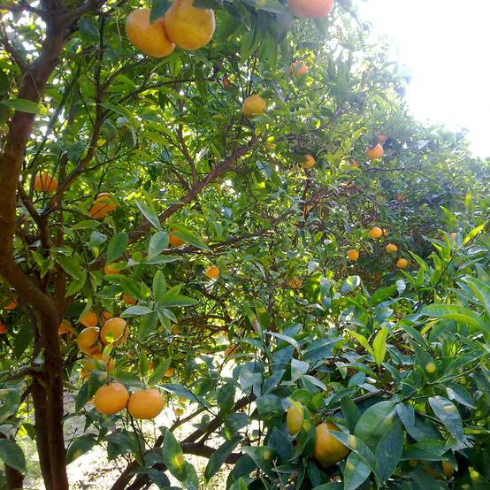Mandarinier Satsuma - Citrus unshiu Pot de 4L/5L, 1/4 de tige