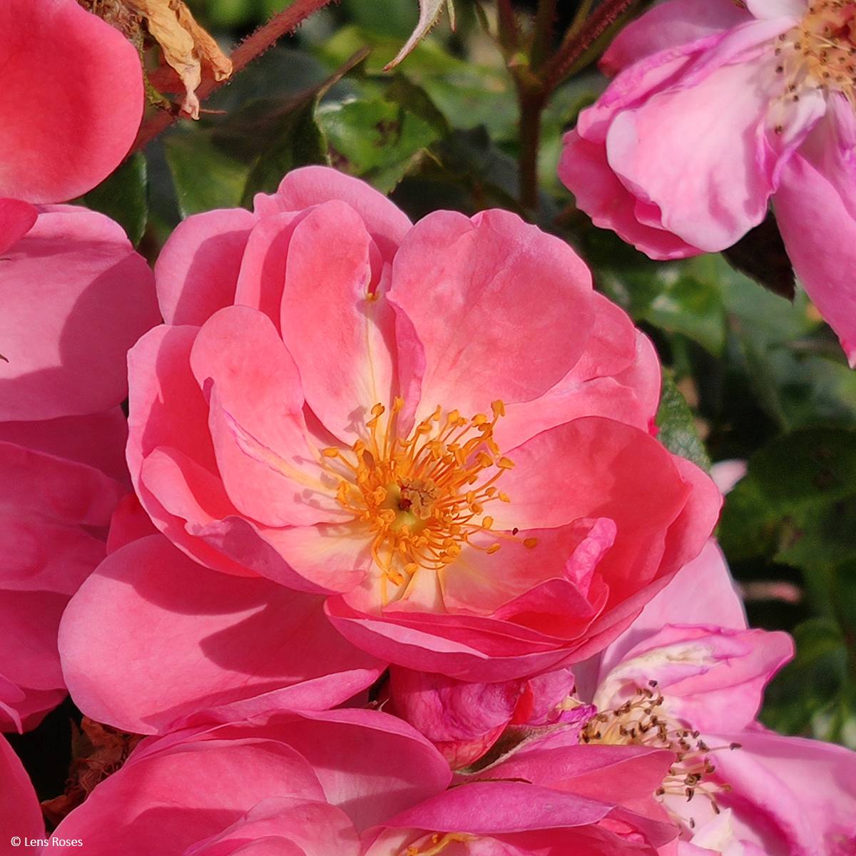 Promesse de Fleurs - Rosier arbustif  Finn's Rose Pot de 4L/5L