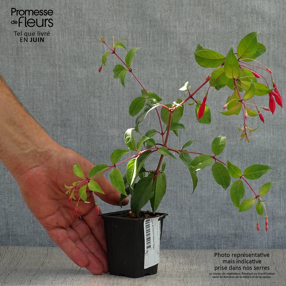 Fuchsia regia Reitzii - Fuchsia royal Godet de 7/8 cm - Image 2