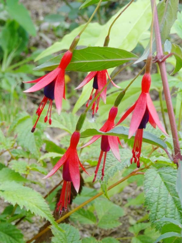 Fuchsia regia Reitzii - Fuchsia royal Godet de 7/8 cm - Image 1
