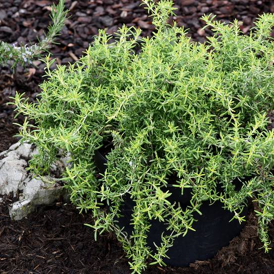 Romarin rampant - Rosmarinus officinalis Capri Godet de 8/9 cm
