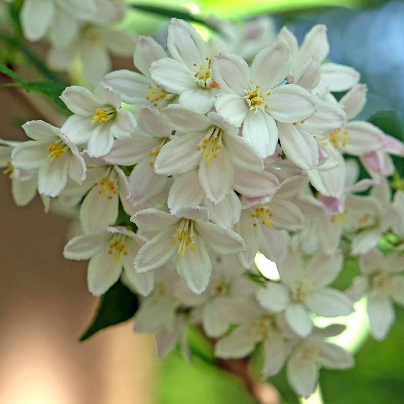 Promesse de Fleurs - Deutzia x lemoinei - Deutzie Godet de 8/9 cm - Image 1