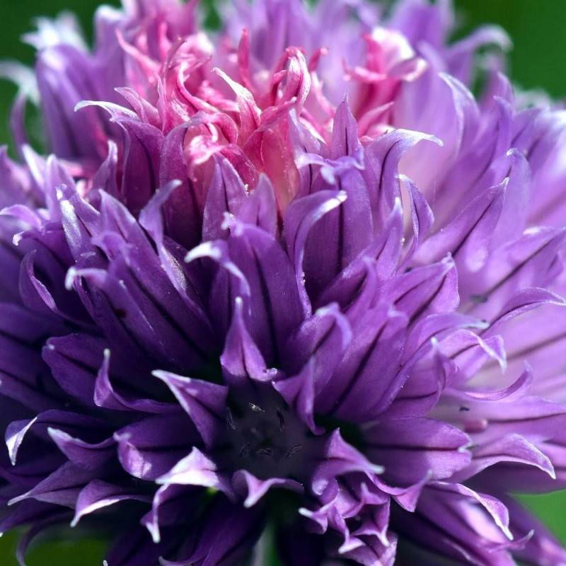 Ciboulette Purple One à fleurs Blanche - feuillage Caduc - Godet - 5/20 cm-  hauteur à maturité De 0,15 m à 0,50 m - Image 1