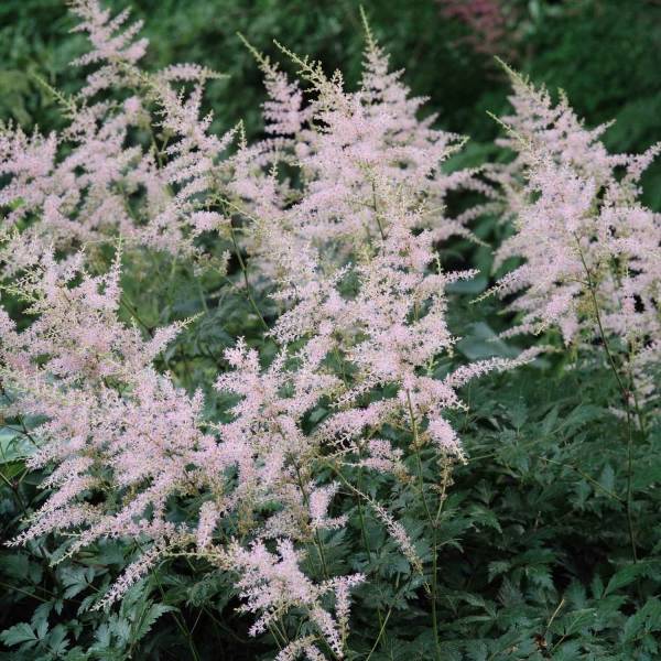 Astilbe simplicifolia Hennie Graafland Godet de 8/9 cm