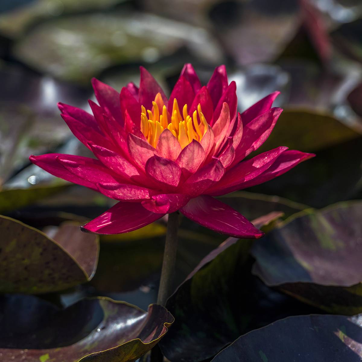 Promesse de Fleurs - Nymphaea Marliacea Rubra Punctata - Nénuphar rustique rouge Pot de 1L/1,5L