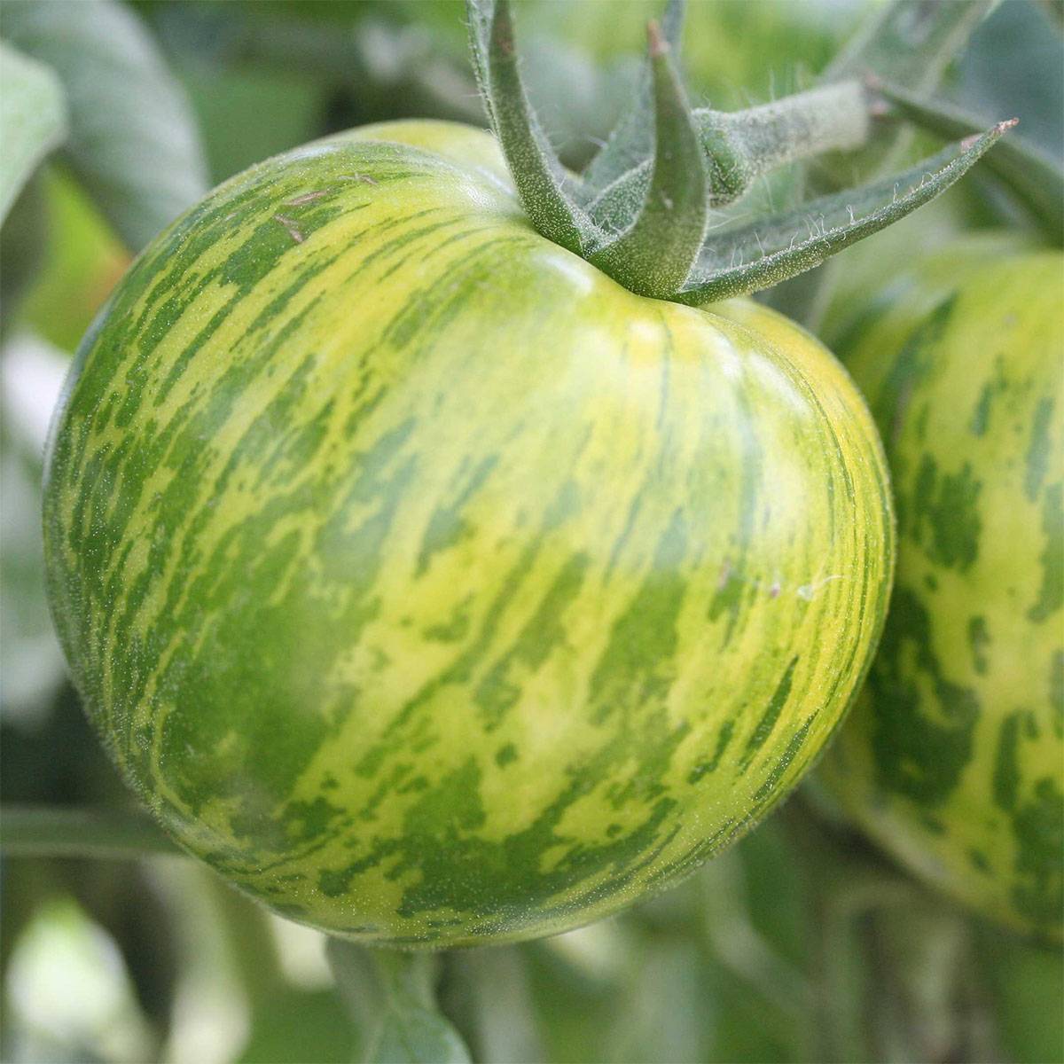 Promesse de Fleurs - Tomate Green Zebra Bio - Ferme de Sainte Marthe le sachet de 50 graines environ