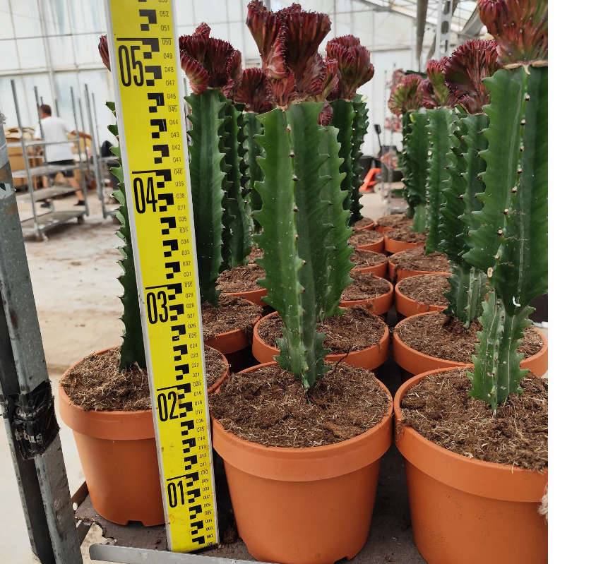 0 - Euphorbia lactea 'Cristata' Pot de 8 litres - 60/80 cm