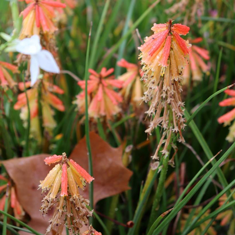 Promesse de Fleurs - Tritoma - Kniphofia Papaya Popsicle Pot de 2L/3L