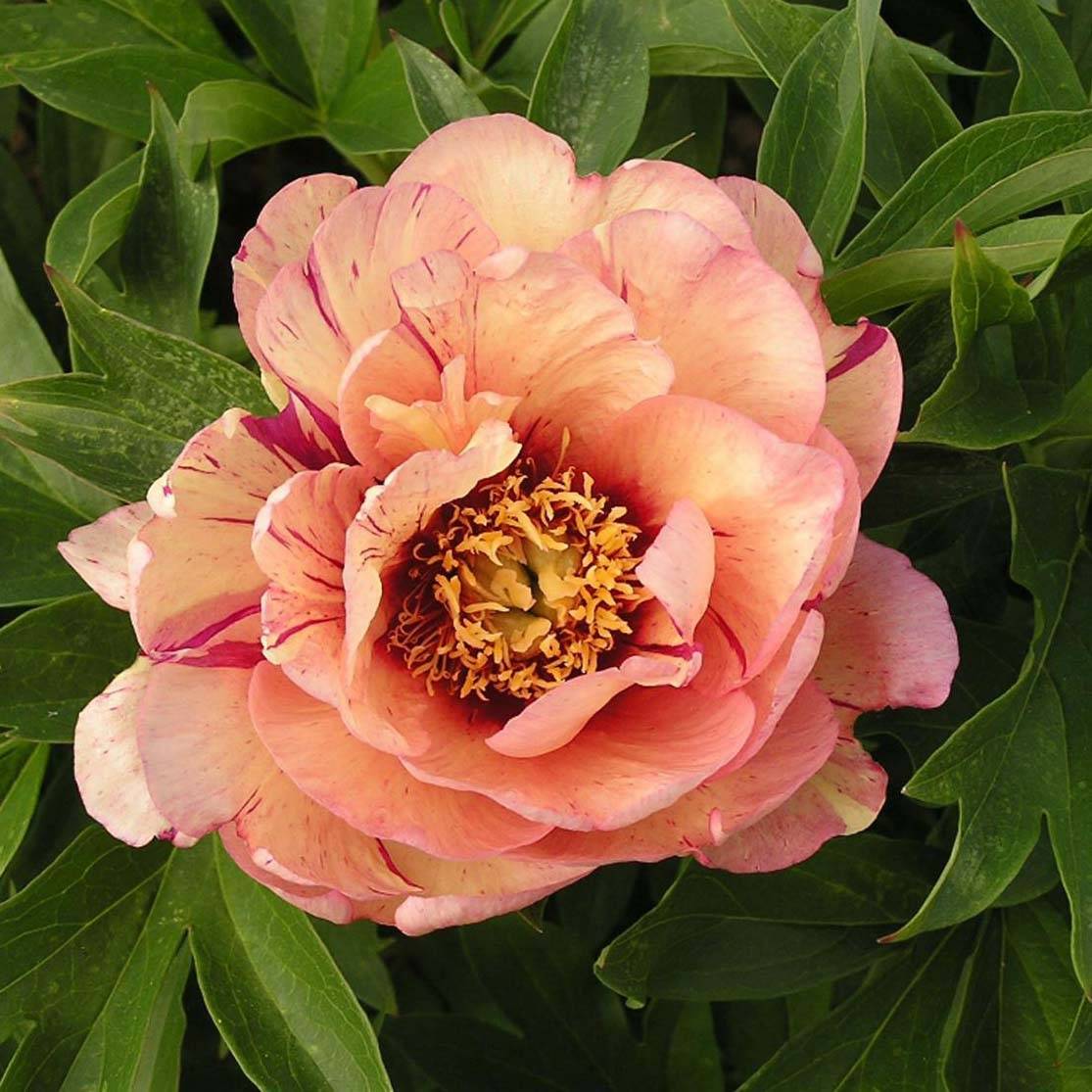 Promesse de Fleurs - Pivoine Itoh Callies Memory Pot de 3L/4L