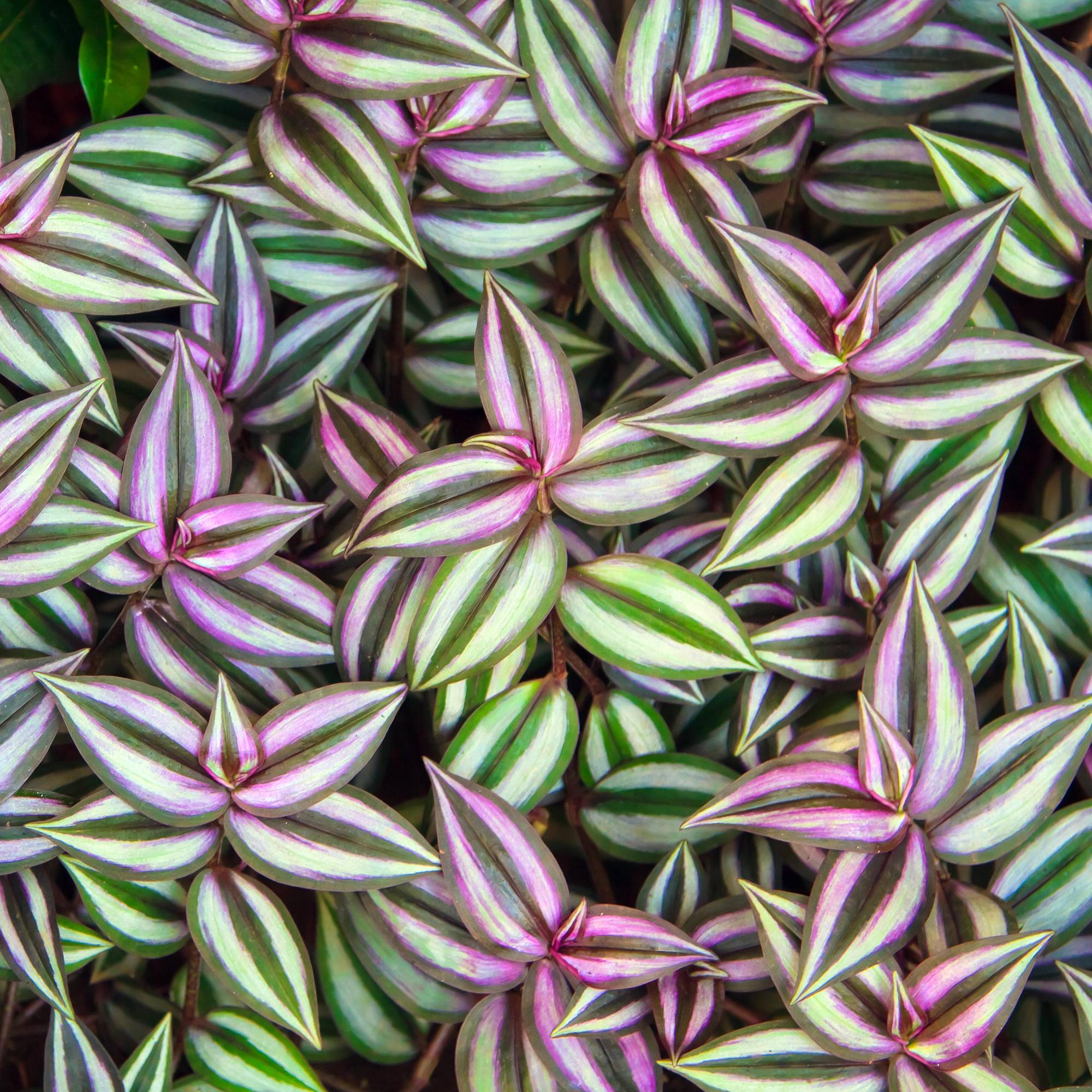 Gardenersdream - Tradescantia Zebrina À Feuilles Persistantes En Pot | Vente Cadeaux Plantes (15-25Cm Pot Inclus) - GardenersDream - Image 1
