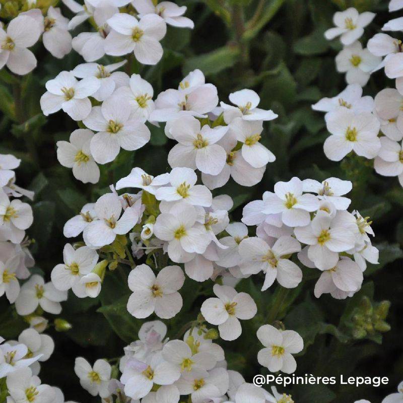3 Aubriètes 'Pixie Pearls' (Aubrieta 'Pixie Pearls') - Lot de 3 vivaces - Pépinières Naudet