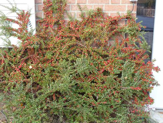 Promesse de Fleurs - Cotoneaster horizontalis - Cotonéaster rampant Pot de 2L/3L - Image 1