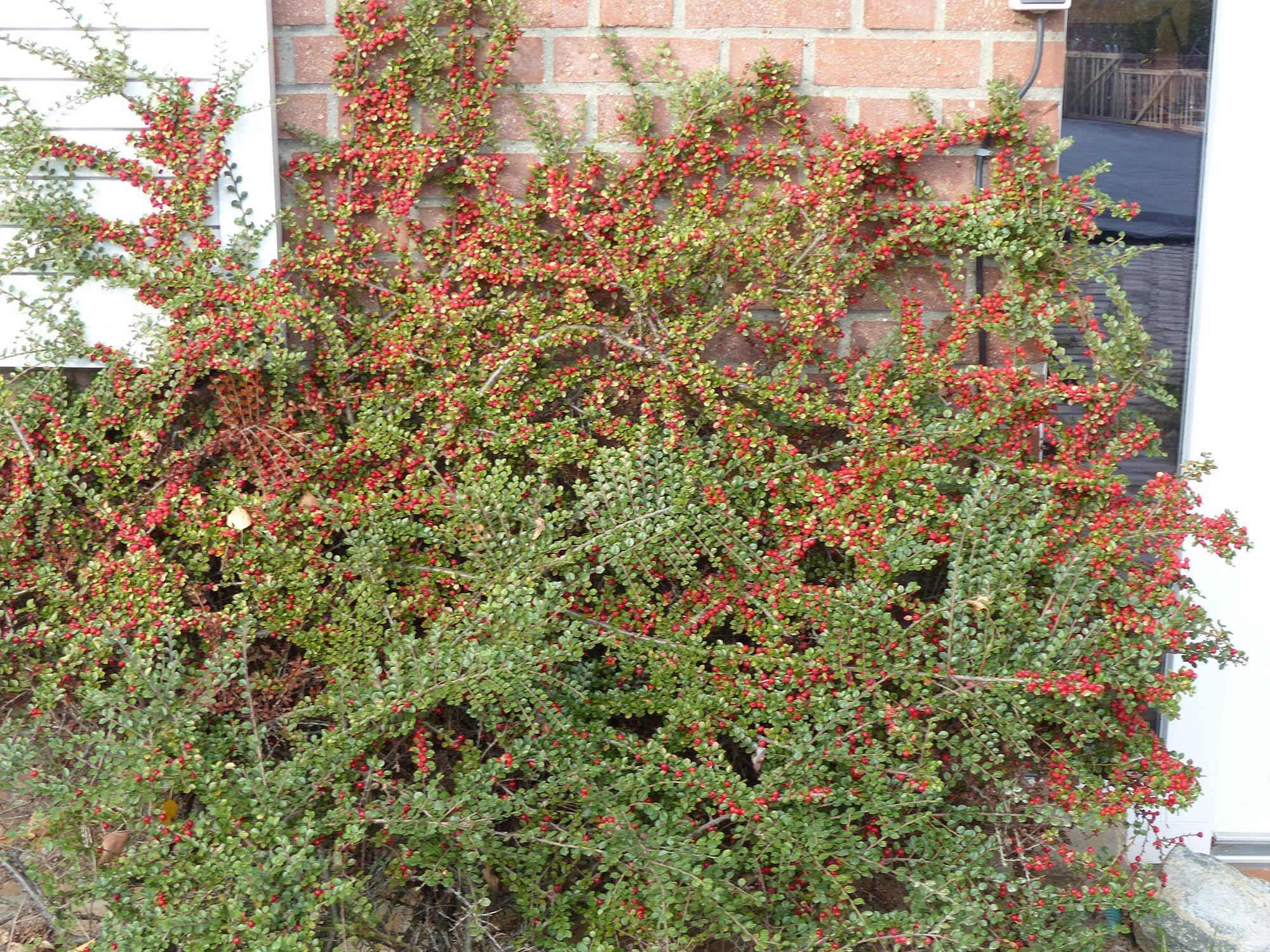 Promesse de Fleurs - Cotoneaster horizontalis - Cotonéaster rampant Pot de 2L/3L - Image 1