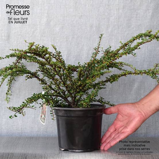 Promesse de Fleurs - Cotoneaster horizontalis - Cotonéaster rampant Pot de 2L/3L - Image 2