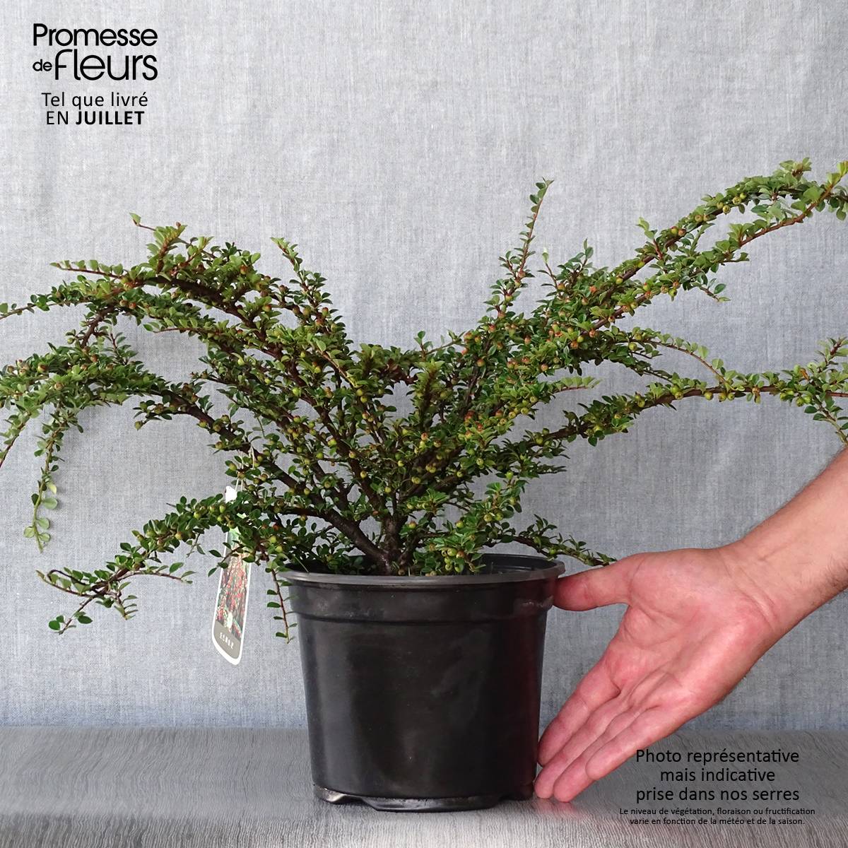 Promesse de Fleurs - Cotoneaster horizontalis - Cotonéaster rampant Pot de 2L/3L - Image 2