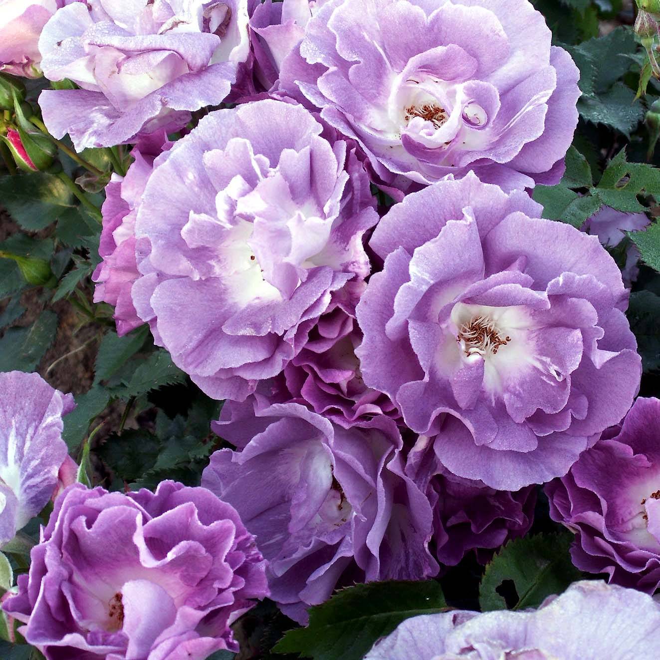 Rosier à fleurs groupées Pacific Dream Pot de 4L/5L