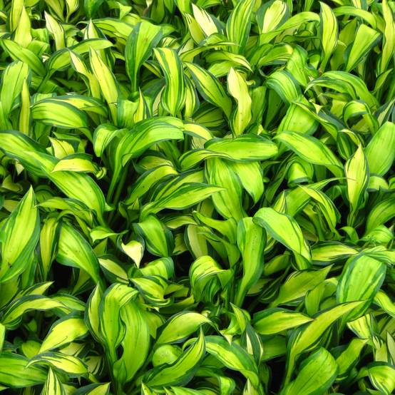 Promesse de Fleurs - Hosta Rainbows End Pot de 1,5L/2L