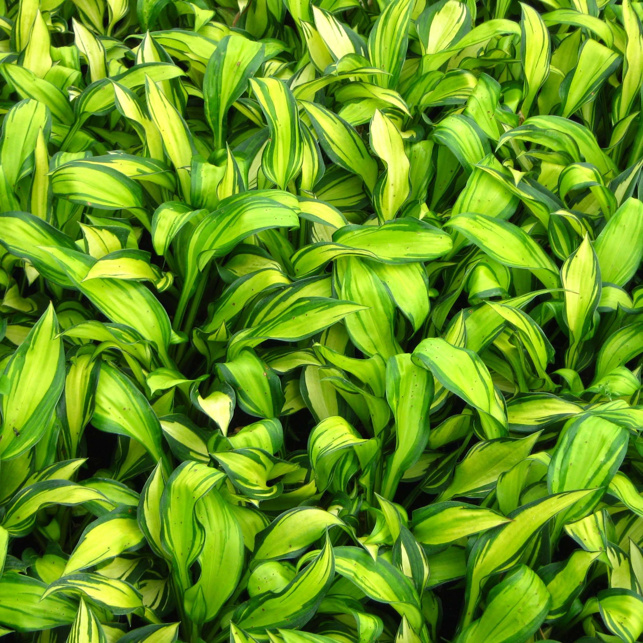 Promesse de Fleurs - Hosta Rainbows End Pot de 1,5L/2L
