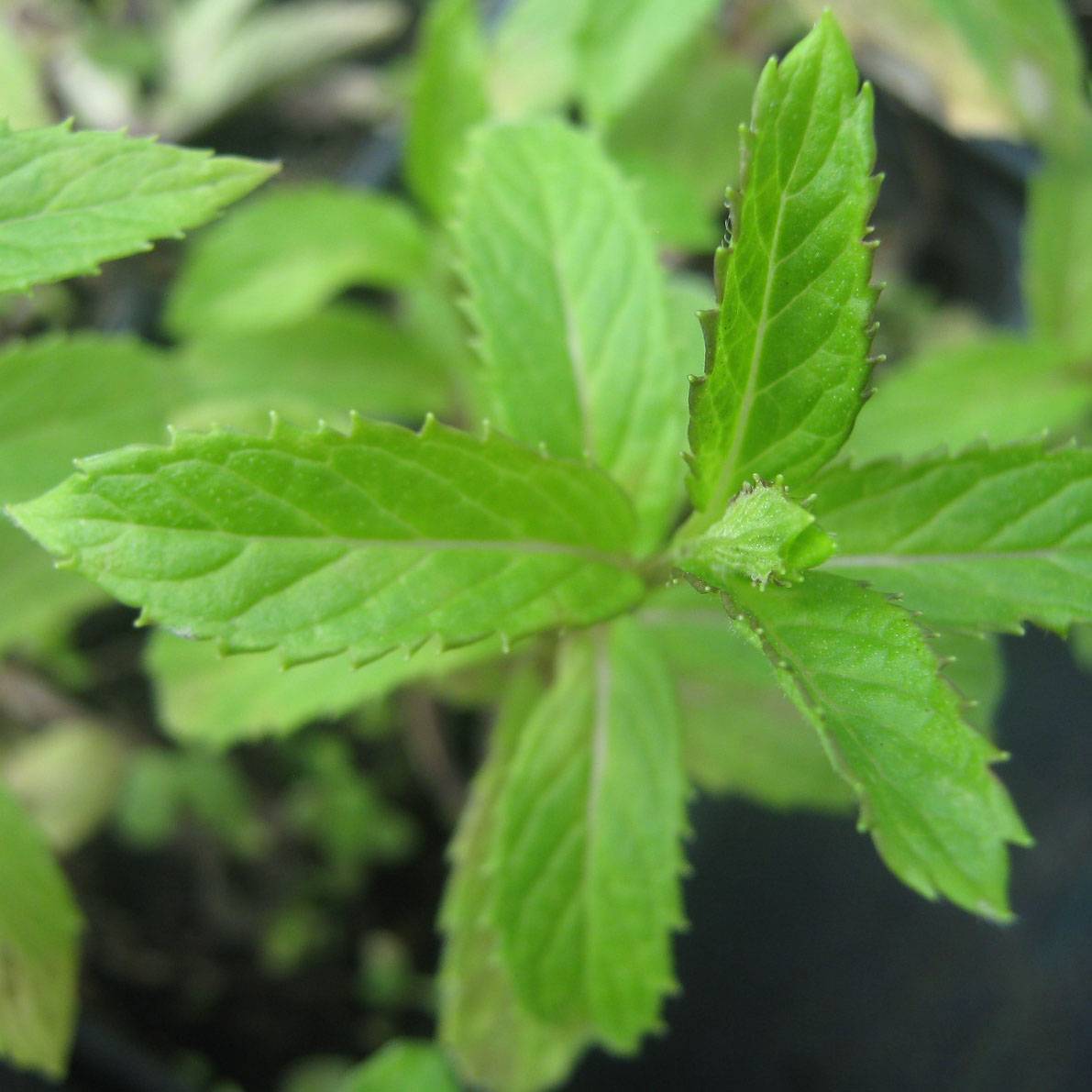 Promesse de Fleurs - Menthe suriso BIO Godet de 8/9 cm