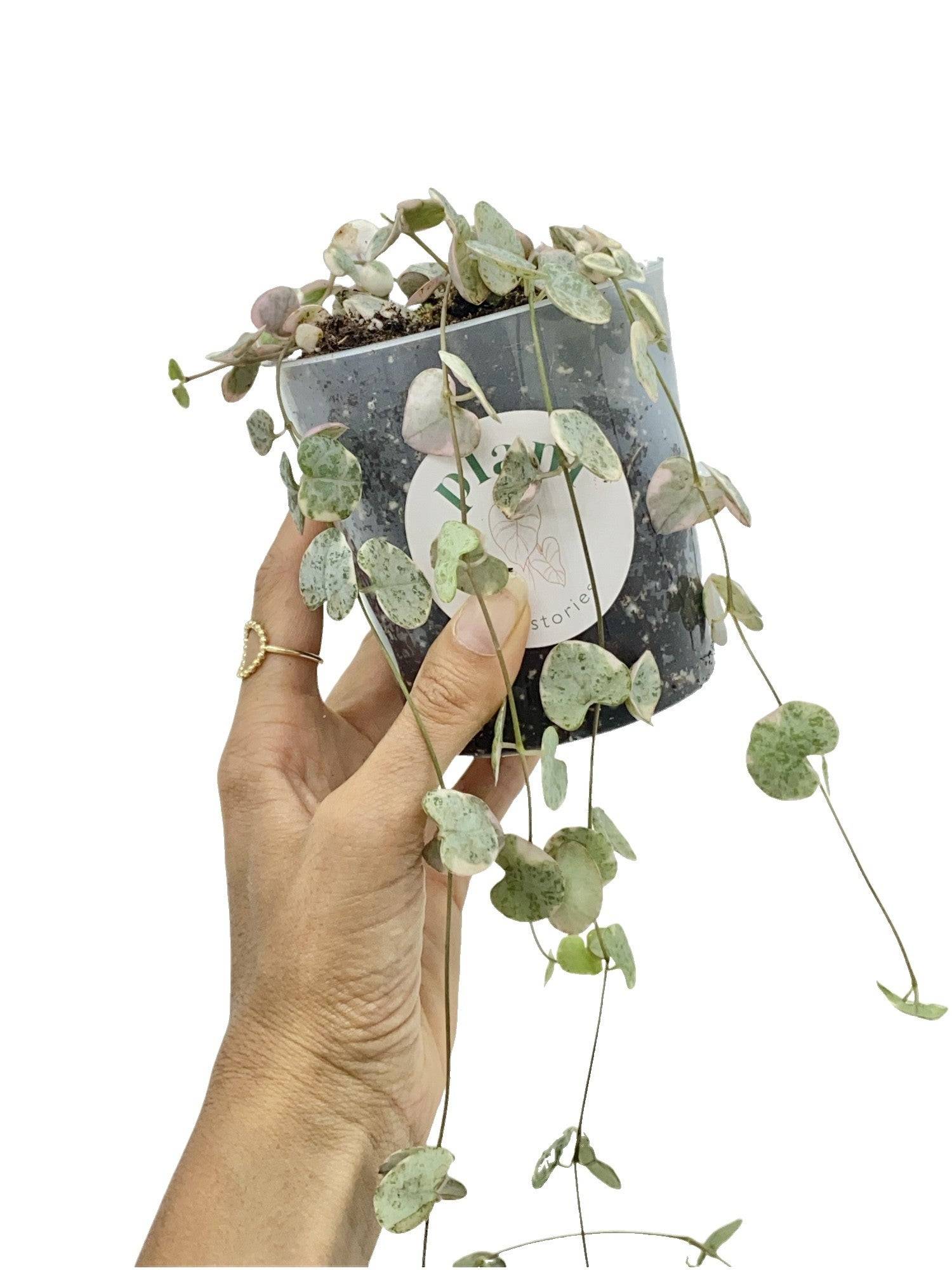 Ceropegia Woodii variegata - Pot de 6cm - Plantes d'intérieur - Image 6