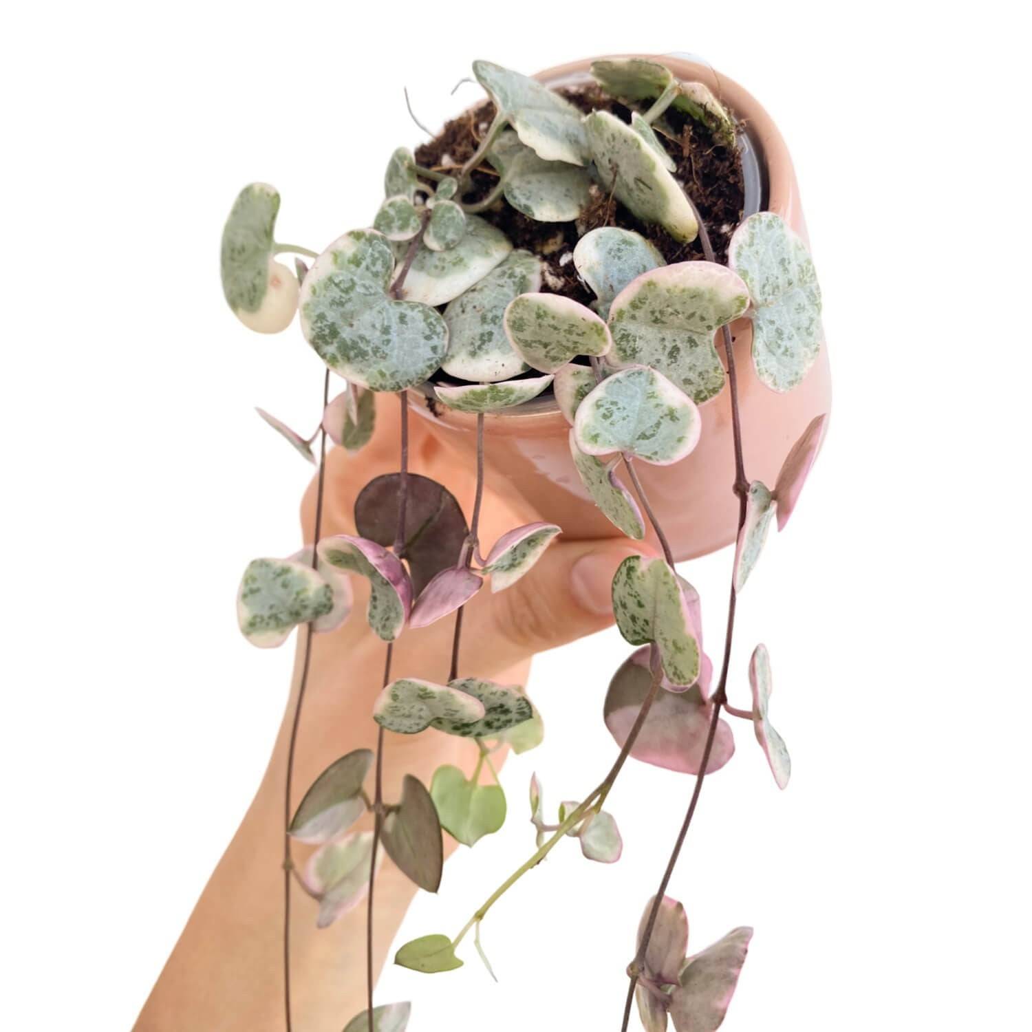 Ceropegia Woodii variegata - Pot de 6cm - Plantes d'intérieur - Image 9
