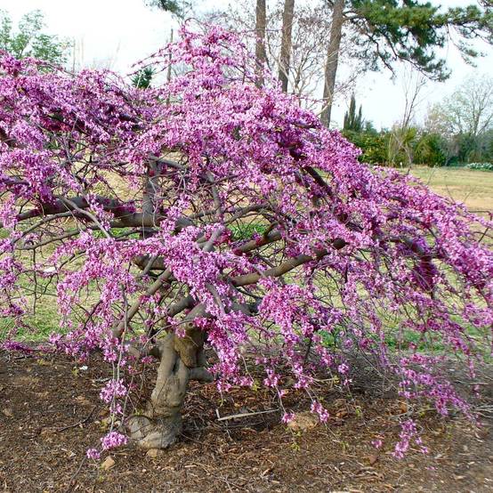 Cercis canadensis Traveller - Arbre de Judée Pot de 7,5L/10L