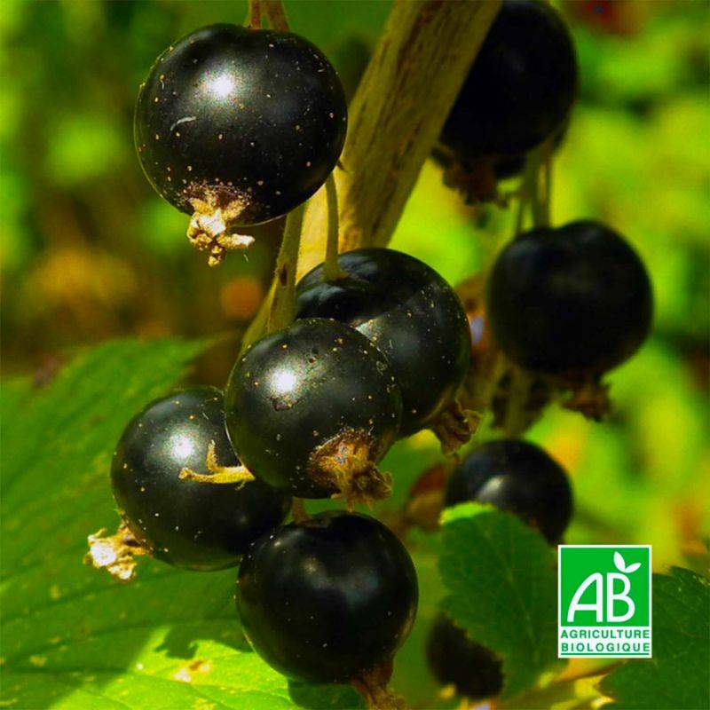 Cassissier 'Andega' BIO (Ribes nigrum 'Andega') - Godet 9cm - Pépinières Naudet