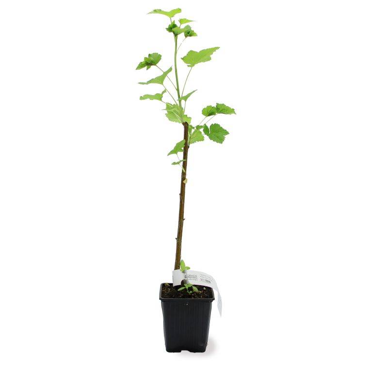 Cassissier 'Andega' BIO (Ribes nigrum 'Andega') - Godet 9cm - Pépinières Naudet - Image 2