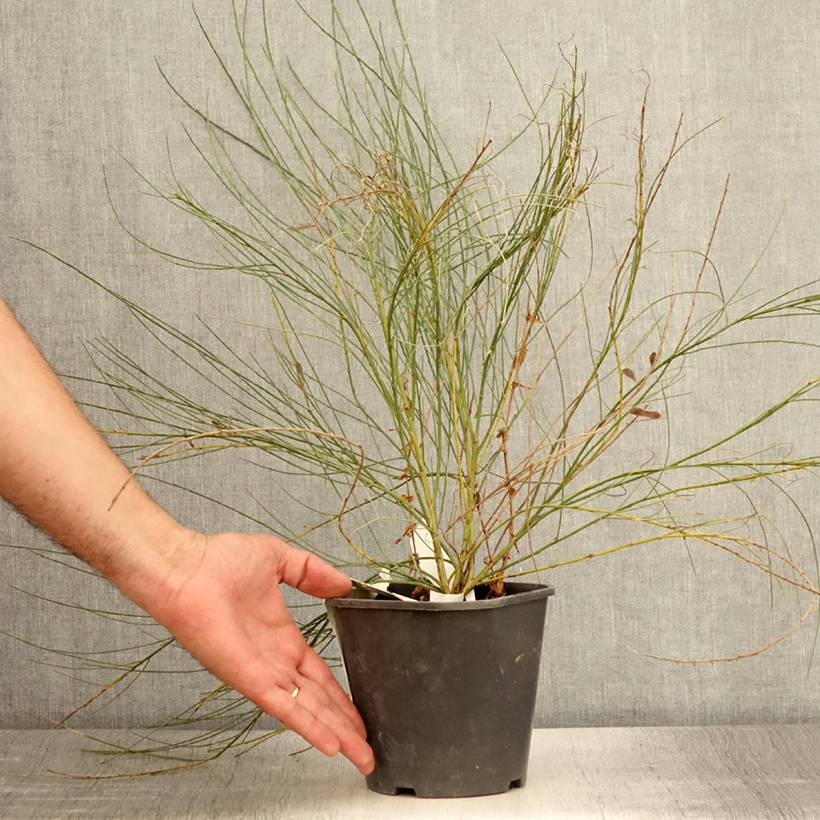 Promesse de Fleurs - Genêt précoce - Cytisus x praecox Pot de 2L/3L - Image 2