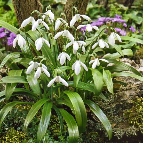 Promesse de Fleurs - Perce-neige - Galanthus woronowii Bulbe calibre 7+ (par 10)
