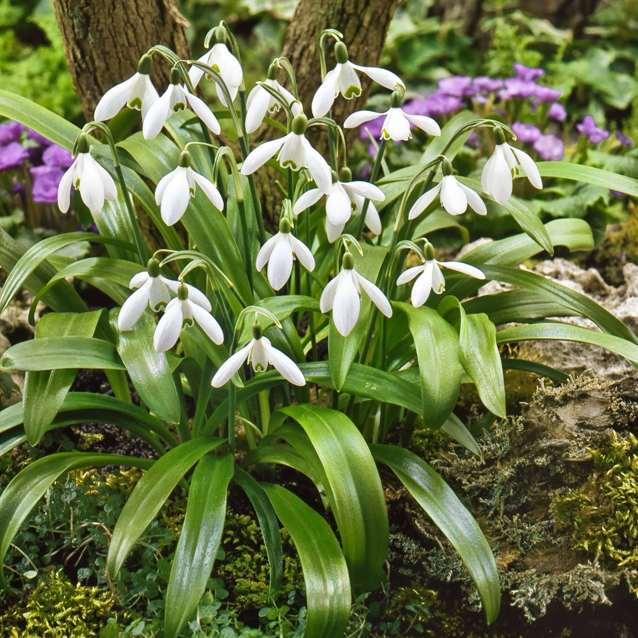 Promesse de Fleurs - Perce-neige - Galanthus woronowii Bulbe calibre 7+ (par 10)