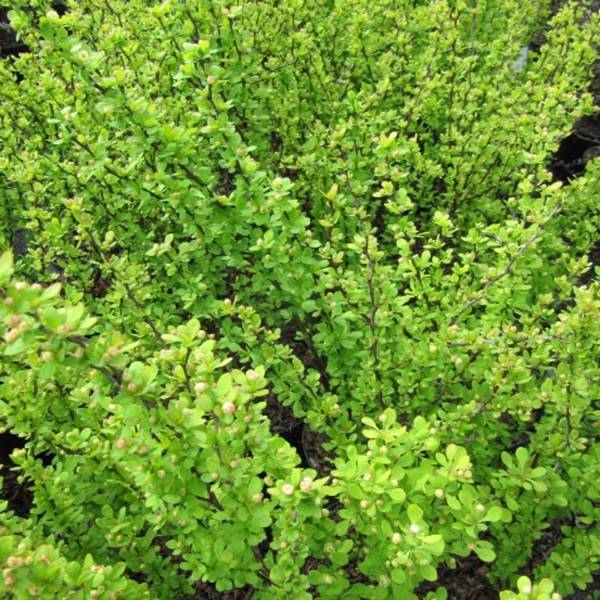 Berberis thunbergii Golden Rocket - Epine-vinette  Pot de 7,5L/10L - Image 1